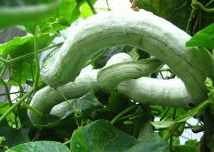 吃蛇瓜小视频在线观看网站,跟随小视频网站一探究竟