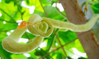 吃蛇瓜小视频在线观看网站,跟随小视频网站一探究竟