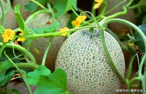 小武吃哈密瓜视频大全免费观看,甜蜜滋味尽在指尖