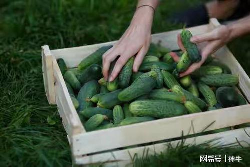 乡下吃瓜真实图文视频,揭秘乡村夏日吃瓜盛况