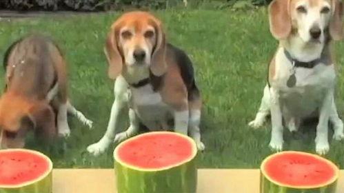 吃瓜的狗狗的视频,萌宠美食瞬间，萌态可掬引网友热议