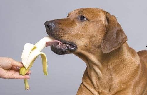 外国人吃狗瓜视频大全,外国人品尝狗肉视频大盘点