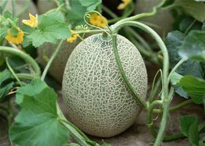 女儿吃哈密瓜完整视频,女儿品尝哈密瓜的甜蜜瞬间