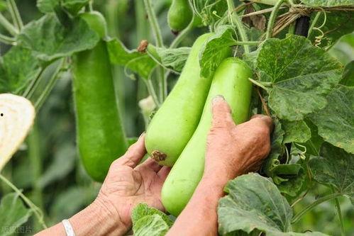 在地里吃秋瓜视频,田间美味共享