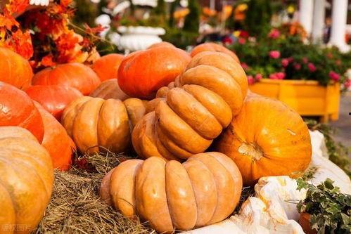 在地里吃秋瓜视频,田间美味共享