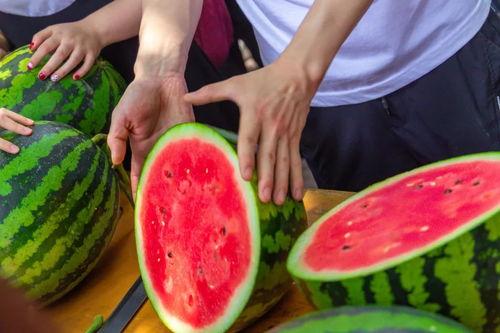 西瓜夫妻吃瓜视频大全,视频大全带你回味甜蜜时光