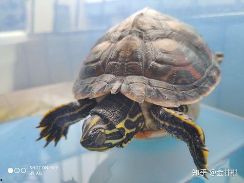 幼龟吃小瓜吗图片视频,揭秘它们对小瓜的喜爱之谜