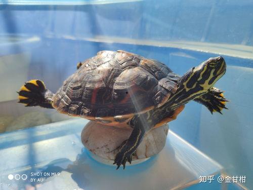 幼龟吃小瓜吗图片视频,揭秘它们对小瓜的喜爱之谜