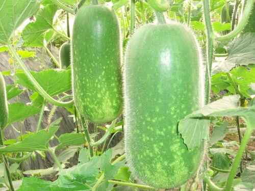 保山人吃土瓜视频大全集,视频大全集带你领略地道风味