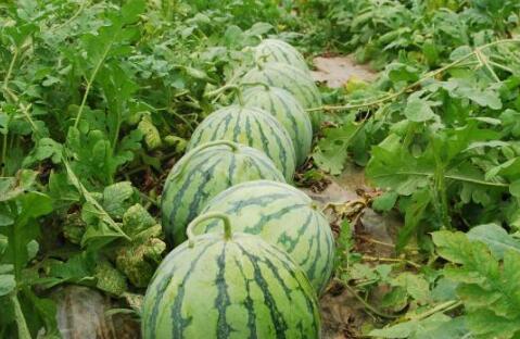 保山人吃土瓜视频大全集,视频大全集带你领略地道风味