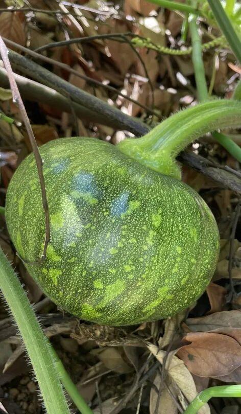 保山人吃土瓜视频大全集,视频大全集带你领略地道风味