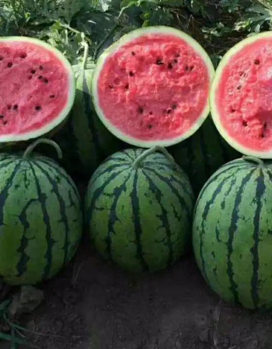 冻红瓜怎么吃最好吃视频,视频教你最佳食用方法