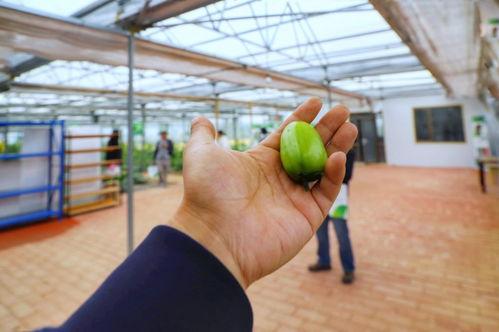 米瓜啥时候吃最好呢视频,米瓜最佳食用时间揭秘