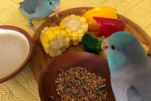 吃蜜瓜舞蹈曲子视频教程,轻松学会夏日活力舞步