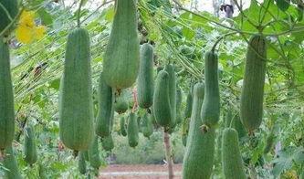 吃瓜要打侧枝吗视频,侧枝处理，瓜果更美味