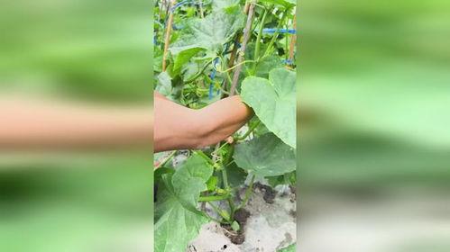 吃瓜要打侧枝吗视频,侧枝处理，瓜果更美味