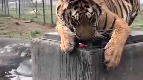 各主播吃瓜小老虎视频下载,主播视频下载背后的精彩瞬间