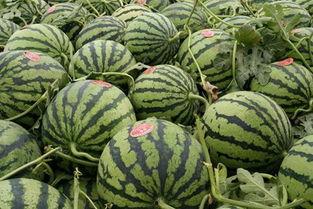 余姚吃瓜视频,揭秘当地美食文化背后的故事