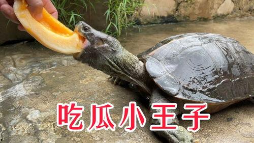 小亚瓜怎么吃才好吃视频,视频教你轻松享美食