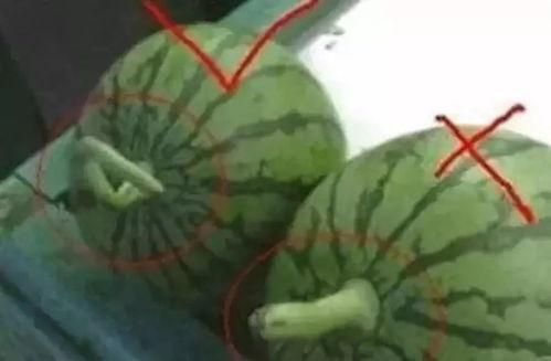 三种吃瓜神器怎么用视频,揭秘三种吃瓜神器的使用技巧与魅力