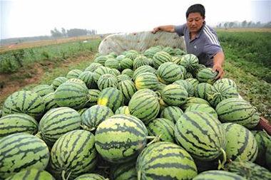 三种吃瓜神器怎么用视频,揭秘三种吃瓜神器的使用技巧与魅力