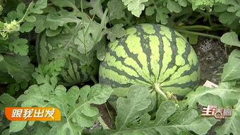 摘西瓜现场吃瓜视频大全,摘西瓜视频大全精彩回顾