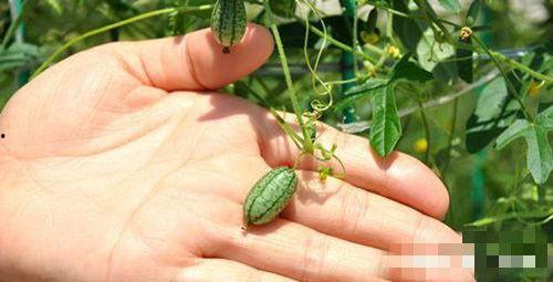 摘西瓜现场吃瓜视频大全,摘西瓜视频大全精彩回顾