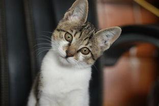 甜猫七七吃瓜视频,揭秘娱乐圈幕后故事