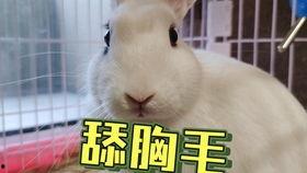 抖音粉猪吃瓜视频,揭秘抖音热门视频背后的故事