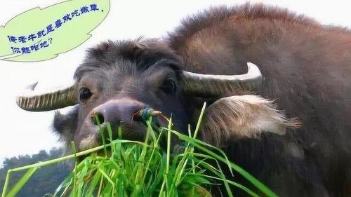 牛吃老瓜的视频大全集下载,视频大全集下载精华回顾