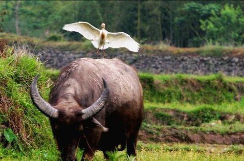 牛吃老瓜的视频大全集下载,视频大全集下载精华回顾