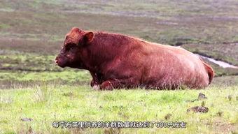 牛吃老瓜的视频大全集下载,视频大全集下载精华回顾