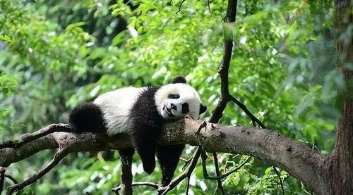 带你吃瓜中国熊猫视频,带你领略国宝的味蕾盛宴