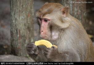 讲猴子吃瓜的视频,趣味视频揭秘猴子吃瓜瞬间