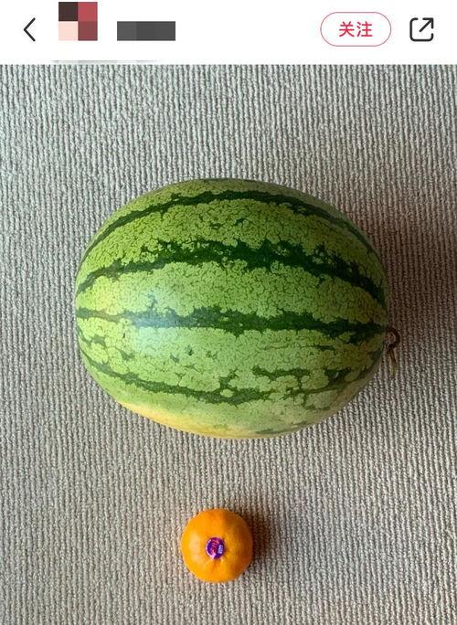 吃中国瓜的视频,跟随镜头品味中国瓜文化