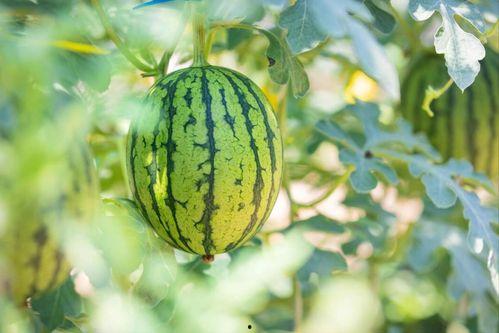 吃中国瓜的视频,跟随镜头品味中国瓜文化