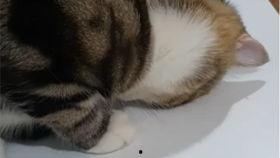 狗头吃瓜视频在哪里看到,狗头吃瓜视频，热门网络现象观看攻略