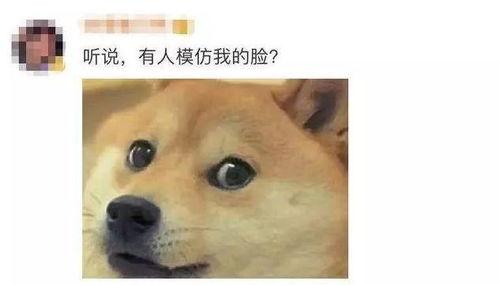 狗头吃瓜视频在哪里看到,狗头吃瓜视频，热门网络现象观看攻略