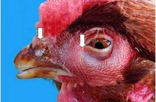 吃鸡抠鼻瓜视频素材