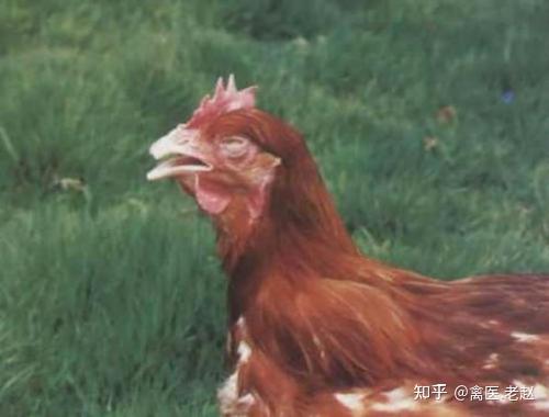 吃鸡抠鼻瓜视频素材