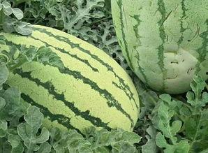 100种花式吃瓜视频