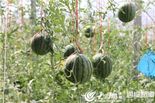 汝南县吃瓜事件视频最新