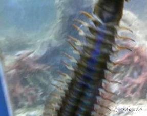 水瓜有虫吃怎么办视频