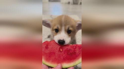 张嘴吃瓜小狗视频大全,张嘴吃瓜小狗视频大全集锦