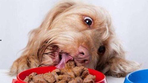 张嘴吃瓜小狗视频大全,张嘴吃瓜小狗视频大全集锦