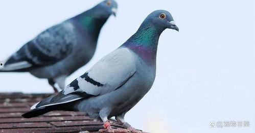 奶瓜能给鸽子吃吗视频,鸽子饮食新选择，安全食用指南揭秘