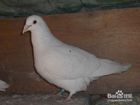 奶瓜能给鸽子吃吗视频,鸽子饮食新选择，安全食用指南揭秘