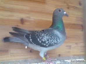 奶瓜能给鸽子吃吗视频,鸽子饮食新选择，安全食用指南揭秘